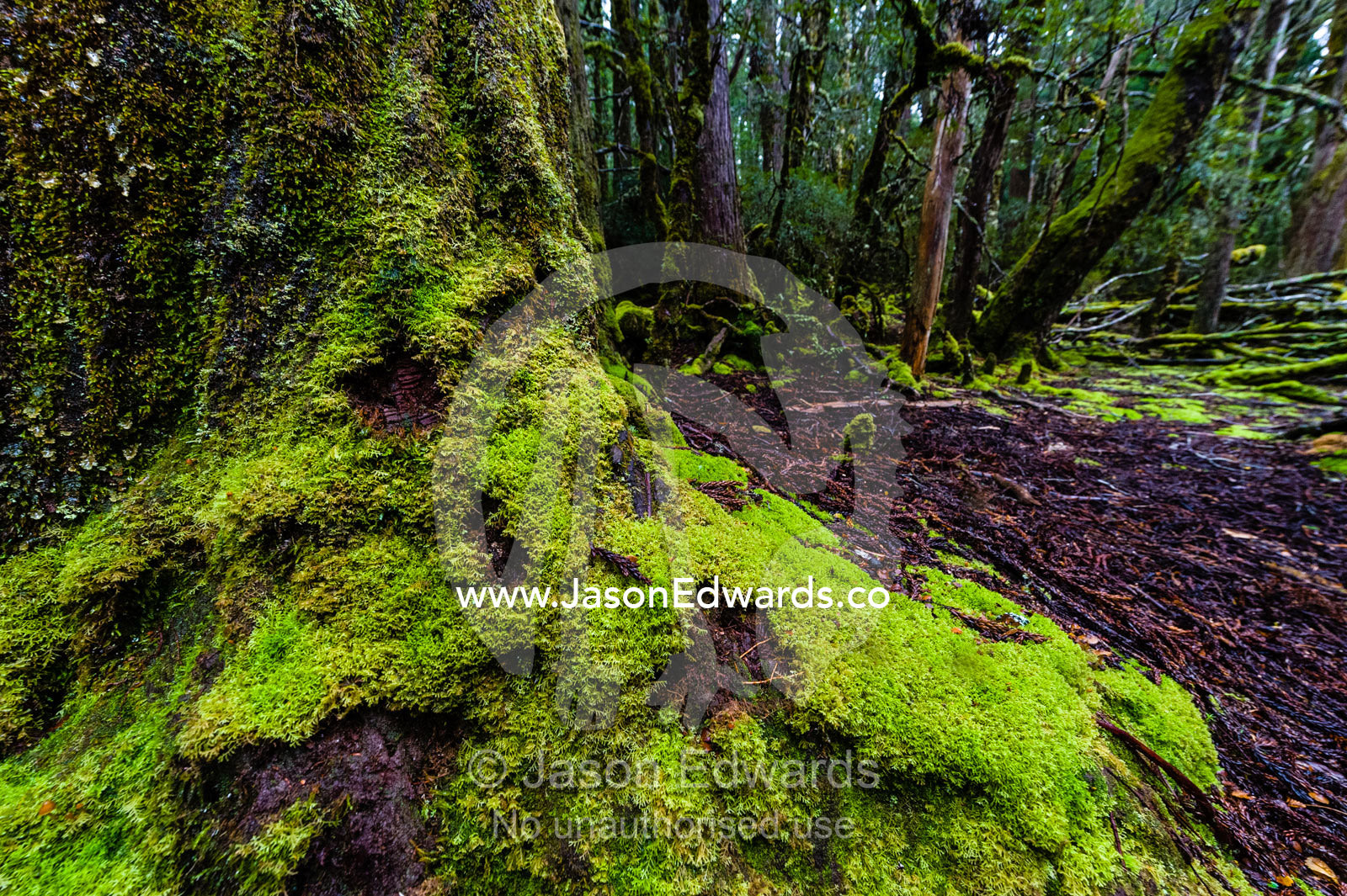 The moss covered sprawling base of tree in a cool temperate rainforest. Cradle Mountain, Lake St Clair National Park, Tasmania, Australia.