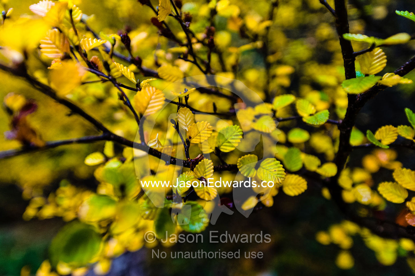 The colourful Autumn leaves of a deciduous Beech. Cradle Mountain, Lake St Clair National Park, Tasmania, Australia.