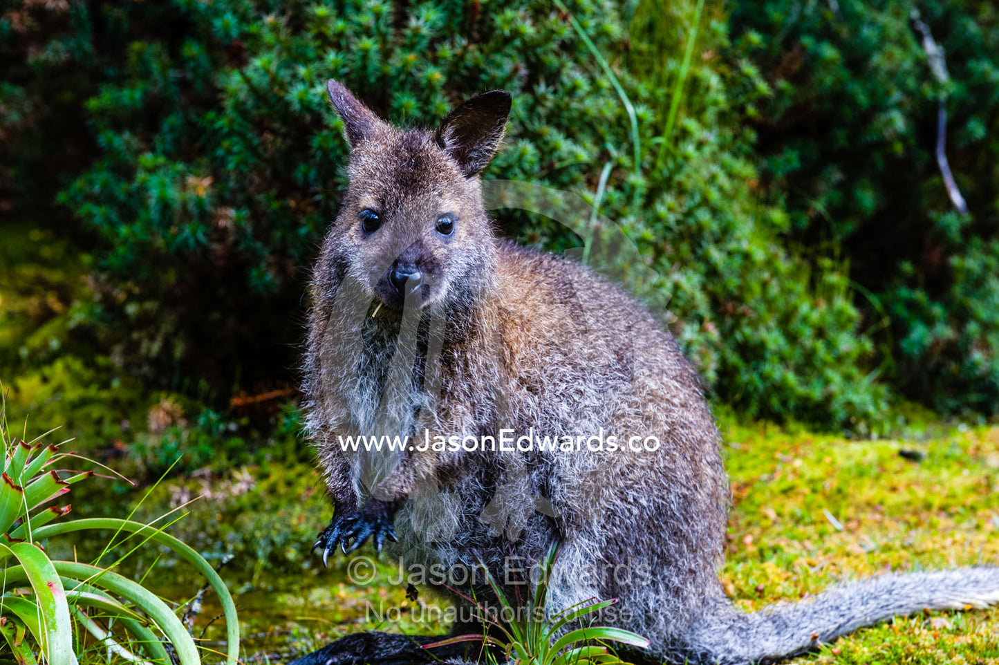 A Red-necked Wallaby feeding on the edge of a cool temperate rainforest. Cradle Mountain, Lake St Clair National Park, Tasmania, Australia.