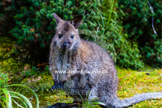 A Red-necked Wallaby feeding on the edge of a cool temperate rainforest. Cradle Mountain, Lake St Clair National Park, Tasmania, Australia.