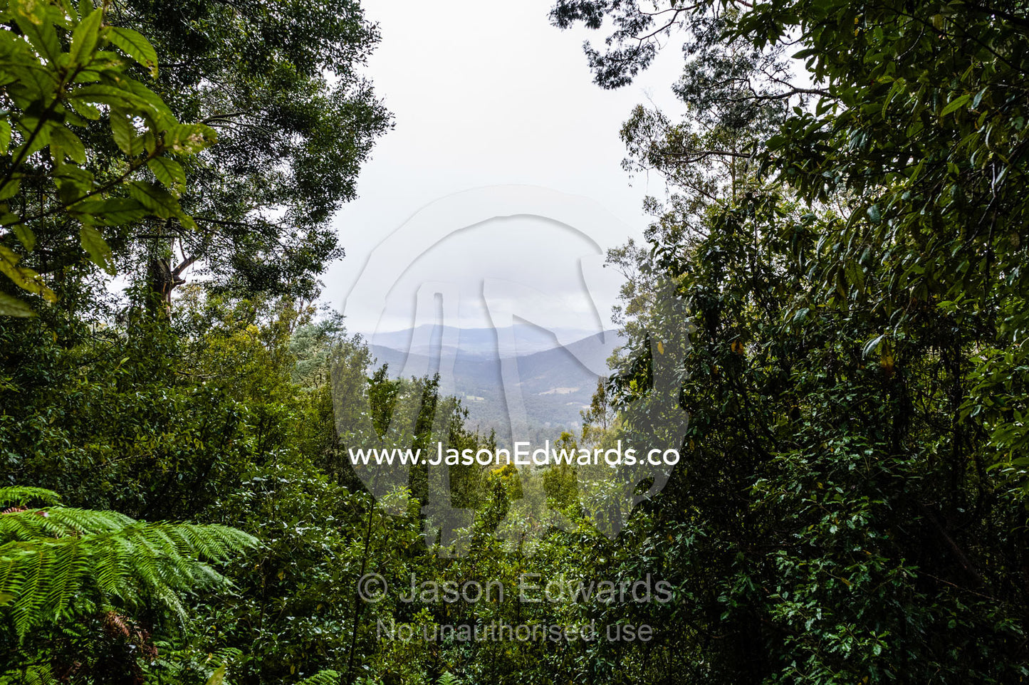 The view through a gap in a cool temperate rainforest canopy. Mount Field National Park, Tasmania, Australia.