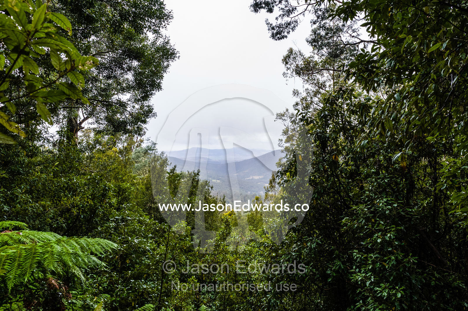 The view through a gap in a cool temperate rainforest canopy. Mount Field National Park, Tasmania, Australia.