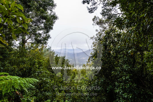 The view through a gap in a cool temperate rainforest canopy. Mount Field National Park, Tasmania, Australia.