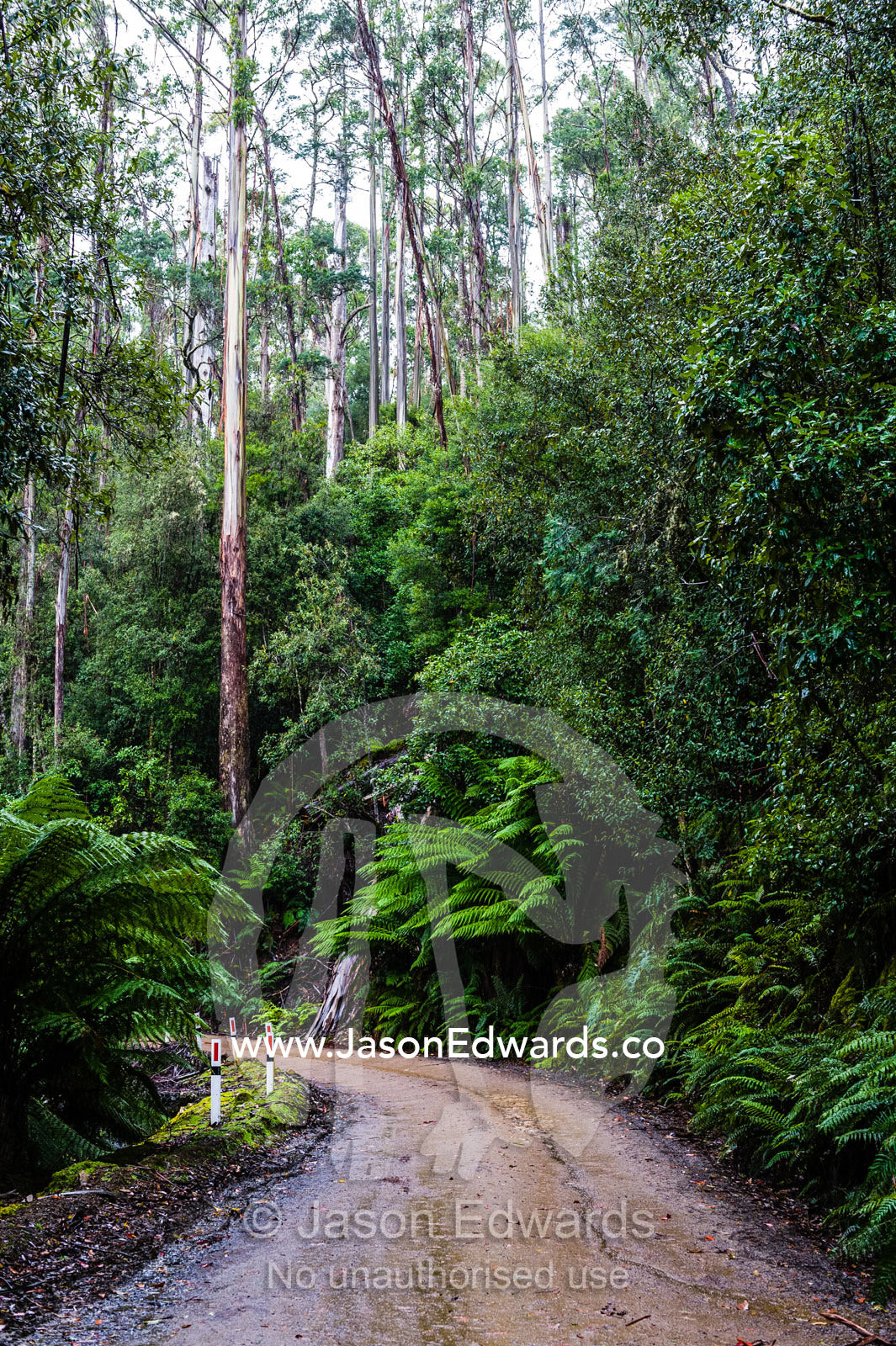 A dirt road passing through a cool temperate rainforest on a mountain. Mount Field National Park, Tasmania, Australia.