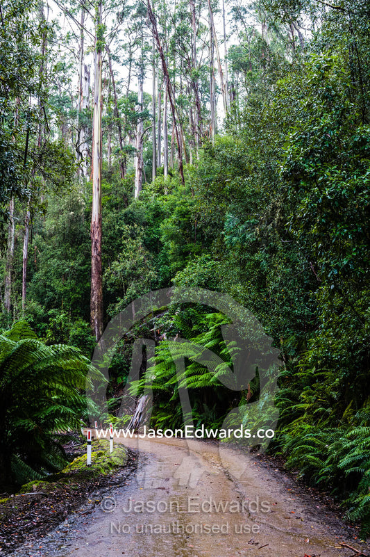 A dirt road passing through a cool temperate rainforest on a mountain. Mount Field National Park, Tasmania, Australia.