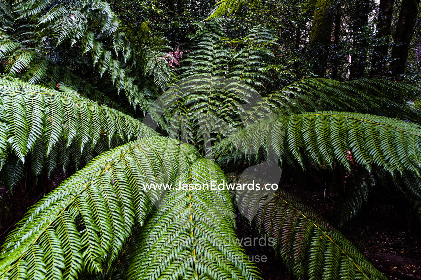 The enormous fronds of a Soft Tree Fern in a cool temperate rainforest. Mount Field National Park, Tasmania, Australia.