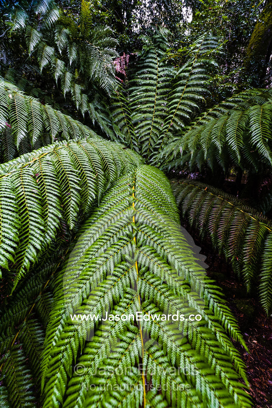 The enormous fronds of a Soft Tree Fern in a cool temperate rainforest. Mount Field National Park, Tasmania, Australia.