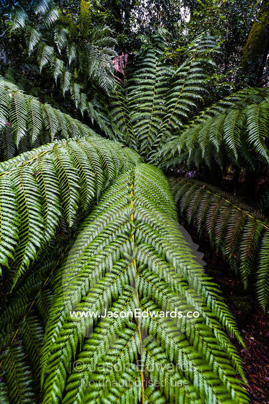 The enormous fronds of a Soft Tree Fern in a cool temperate rainforest. Mount Field National Park, Tasmania, Australia.