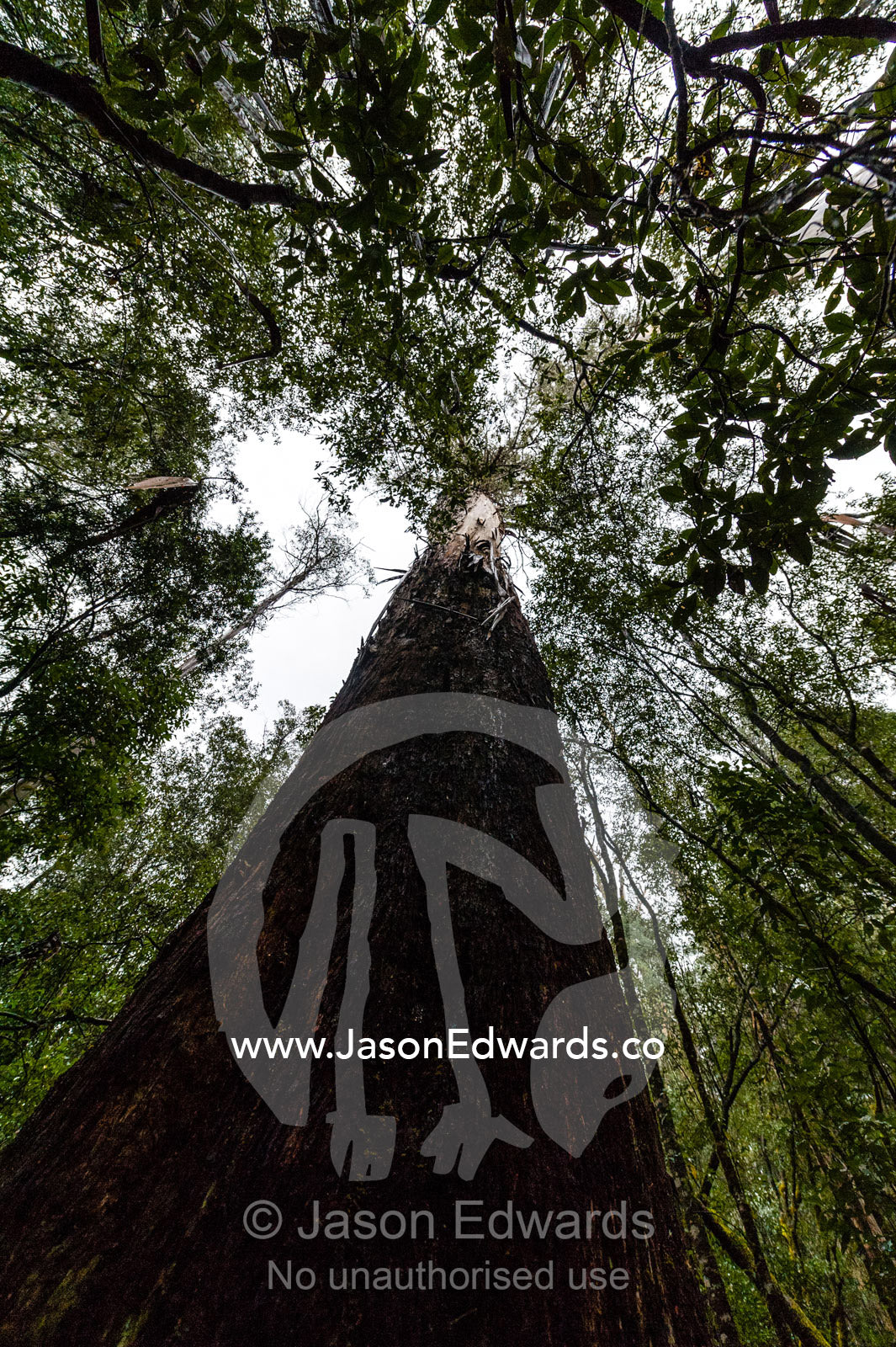The enormous trunk of a Mountain Ash tree towering over the forest canopy. Mount Field National Park, Tasmania, Australia.