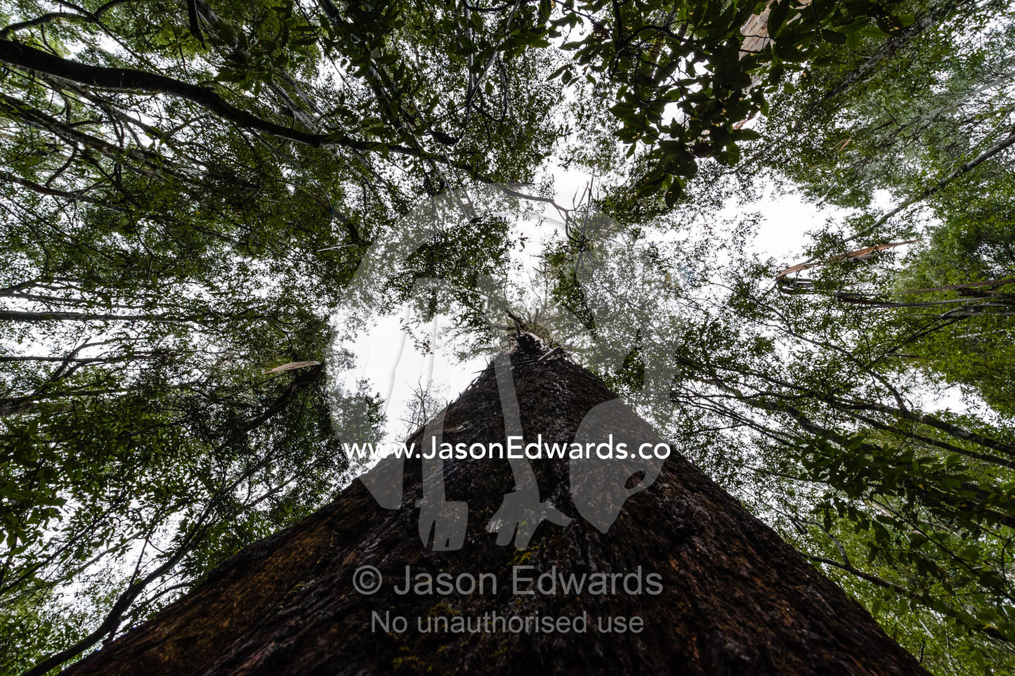 The enormous trunk of a Mountain Ash tree towering over the forest canopy. Mount Field National Park, Tasmania, Australia.