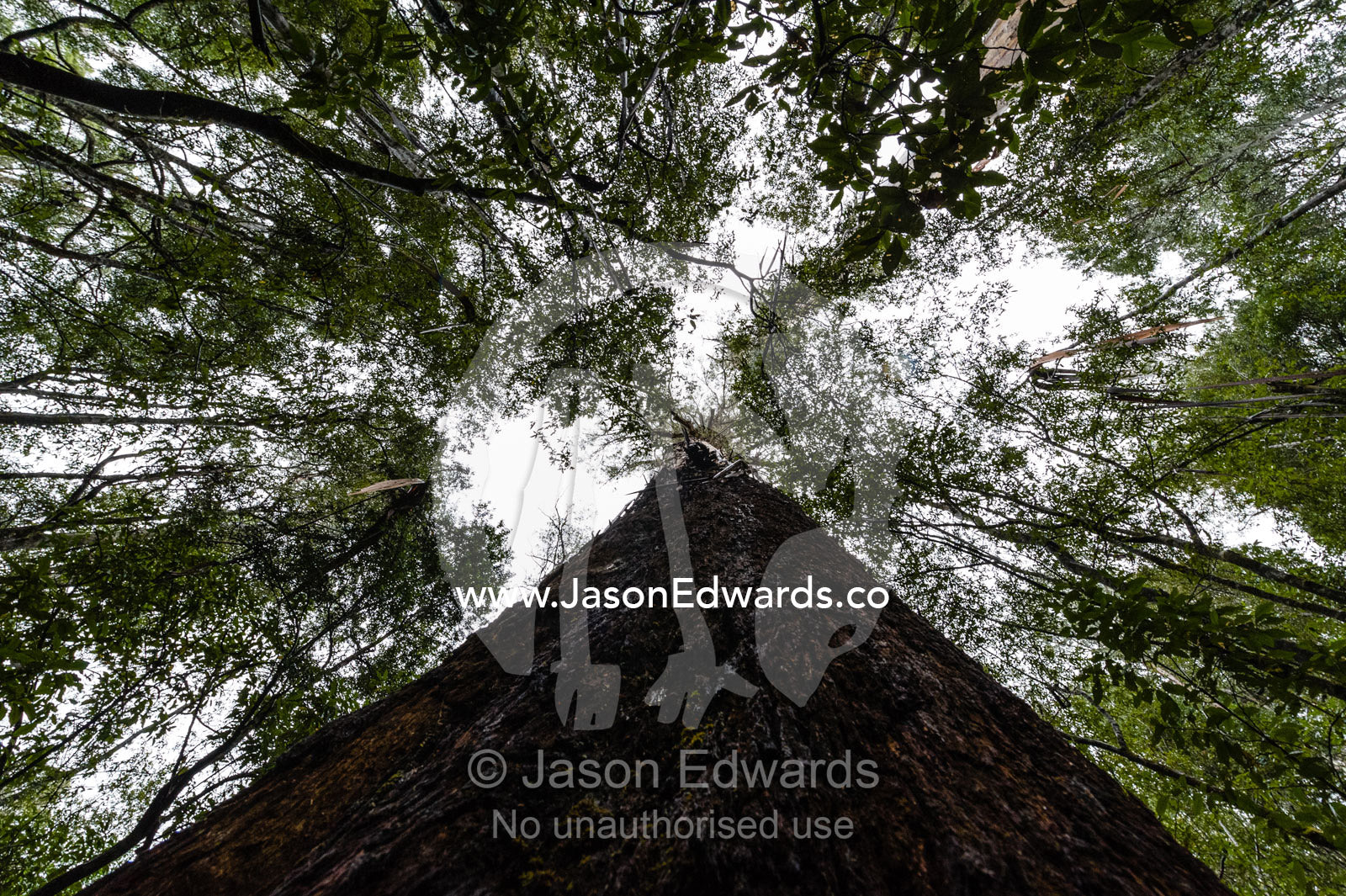 The enormous trunk of a Mountain Ash tree towering over the forest canopy. Mount Field National Park, Tasmania, Australia.