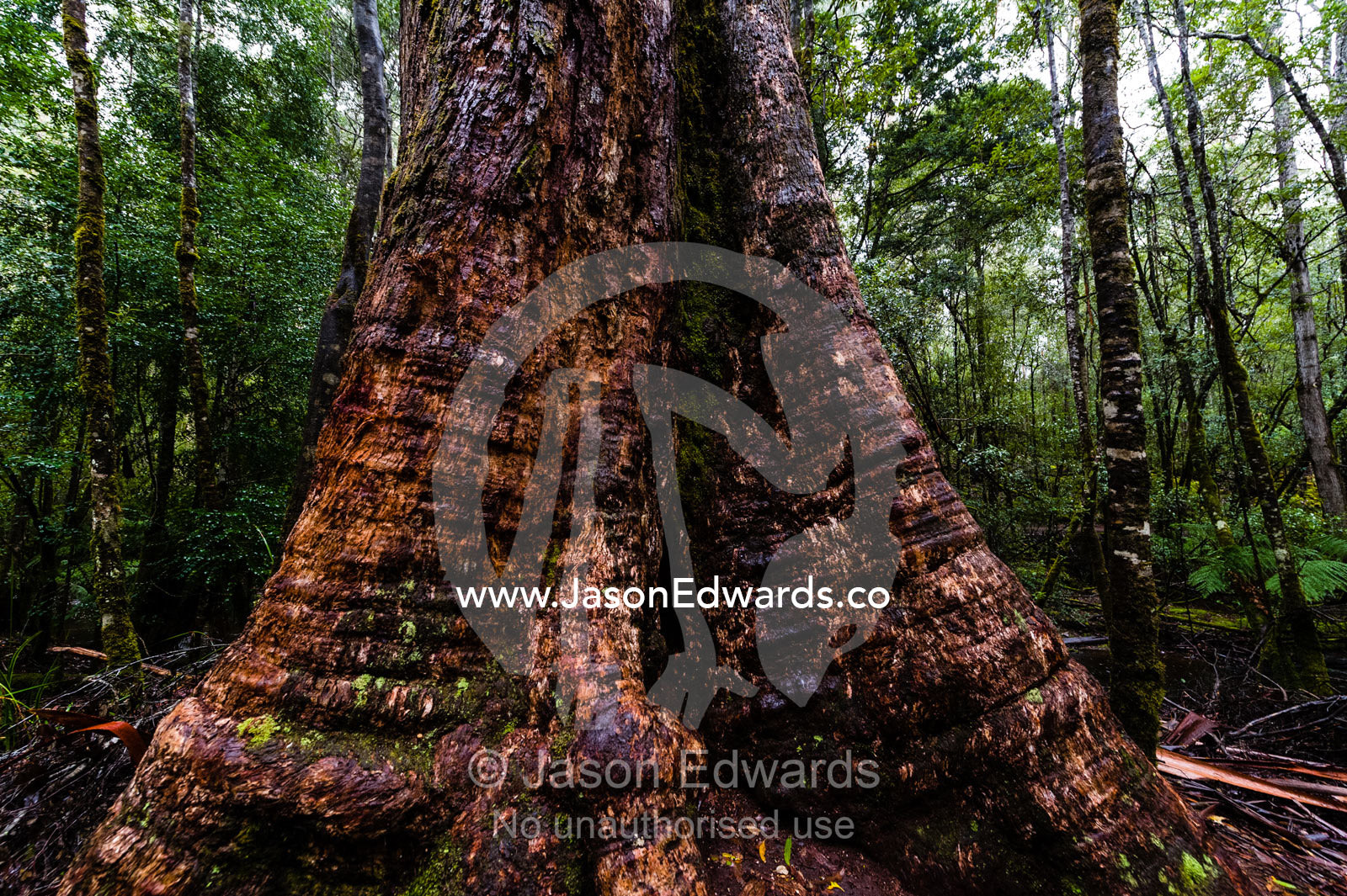 The enormous wide trunk of a Mountain Ash tree on the forest floor. Mount Field National Park, Tasmania, Australia.