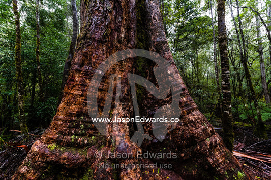 The enormous wide trunk of a Mountain Ash tree on the forest floor. Mount Field National Park, Tasmania, Australia.