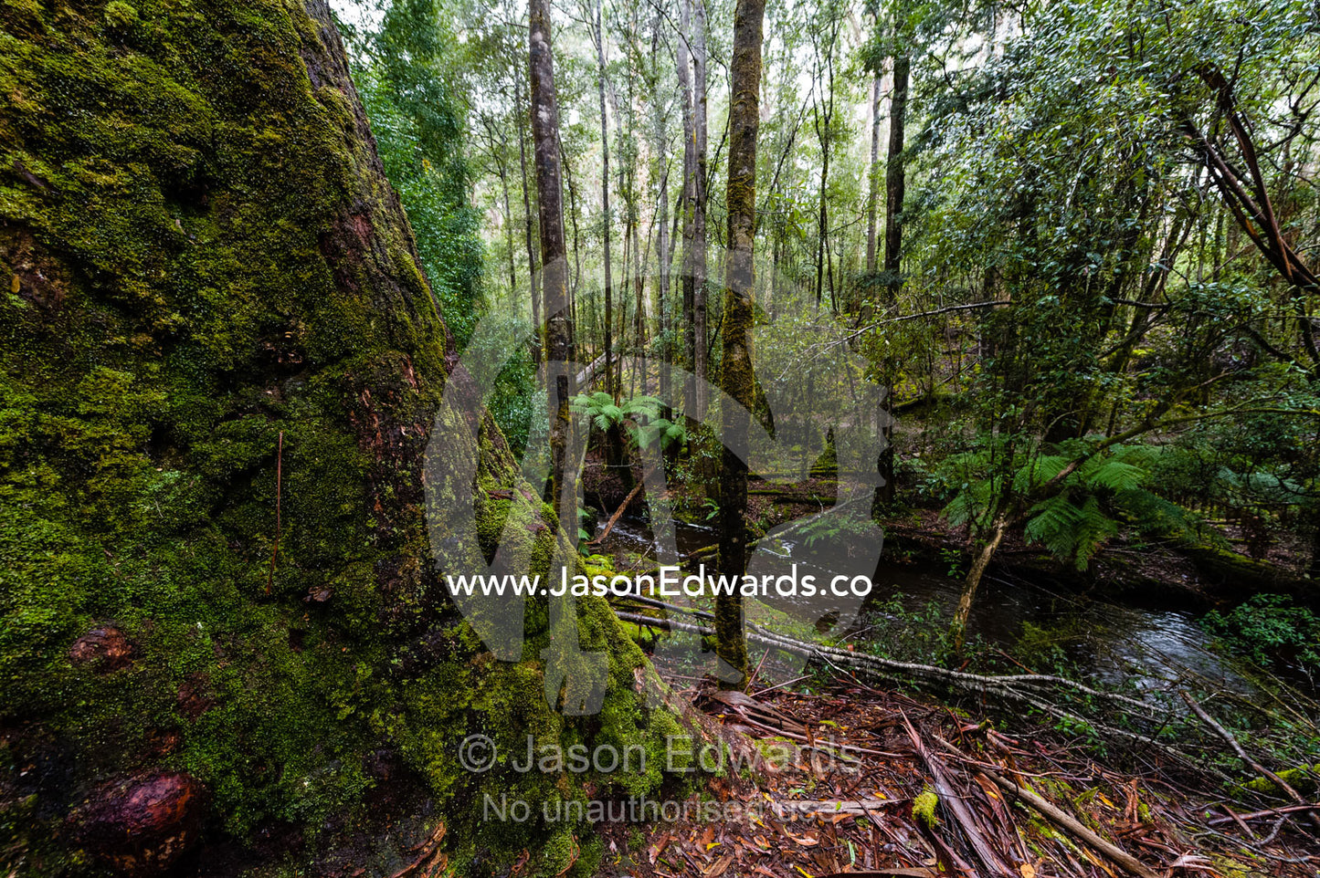 The enormous wide trunk of a Mountain Ash tree on the forest floor. Mount Field National Park, Tasmania, Australia.