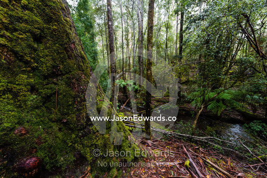 The enormous wide trunk of a Mountain Ash tree on the forest floor. Mount Field National Park, Tasmania, Australia.
