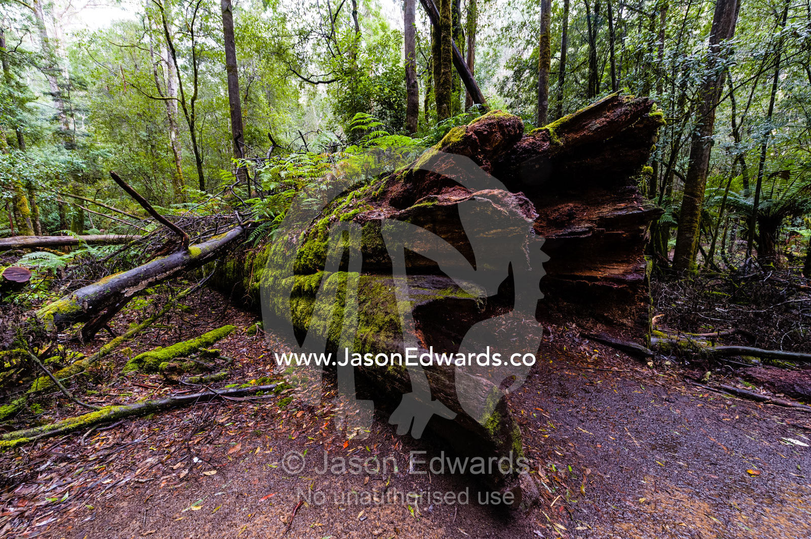 The enormous wide trunk of a fallen Mountain Ash tree on the forest floor. Mount Field National Park, Tasmania, Australia.