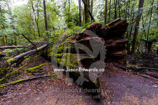 The enormous wide trunk of a fallen Mountain Ash tree on the forest floor. Mount Field National Park, Tasmania, Australia.