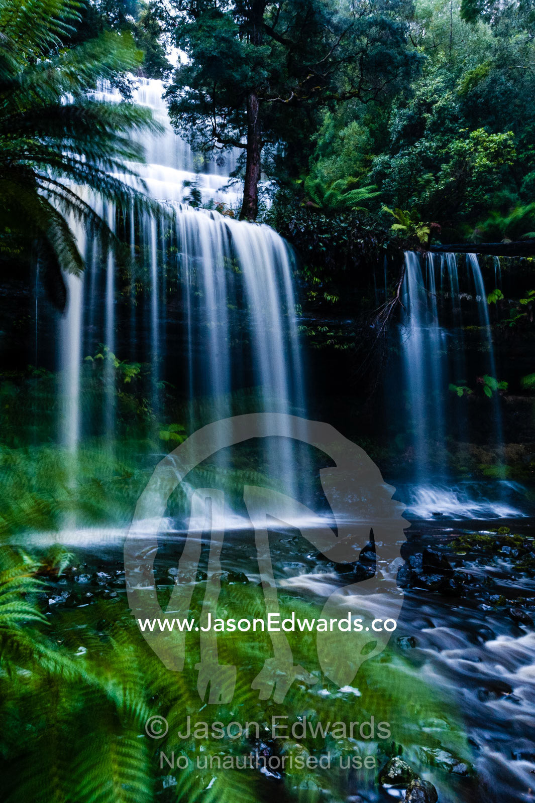 A misty curtain of water cascades down a tiered waterfall in a cool temperate rainforest. Mount Field National Park, Tasmania, Australia.