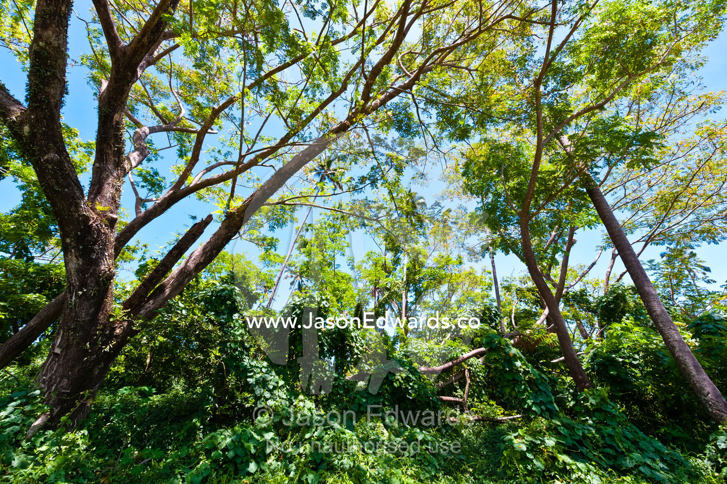 Dappled sunlight filters through the forest canopy on a tropical island. Waitavala Waterfall, Taveuni Island, Somosomo Strait, Pacific Ocean, Fiji Islands.