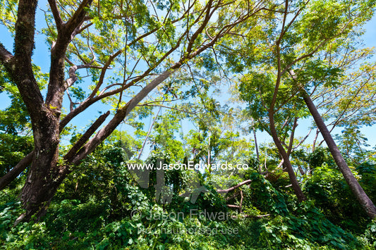 Dappled sunlight filters through the forest canopy on a tropical island. Waitavala Waterfall, Taveuni Island, Somosomo Strait, Pacific Ocean, Fiji Islands.