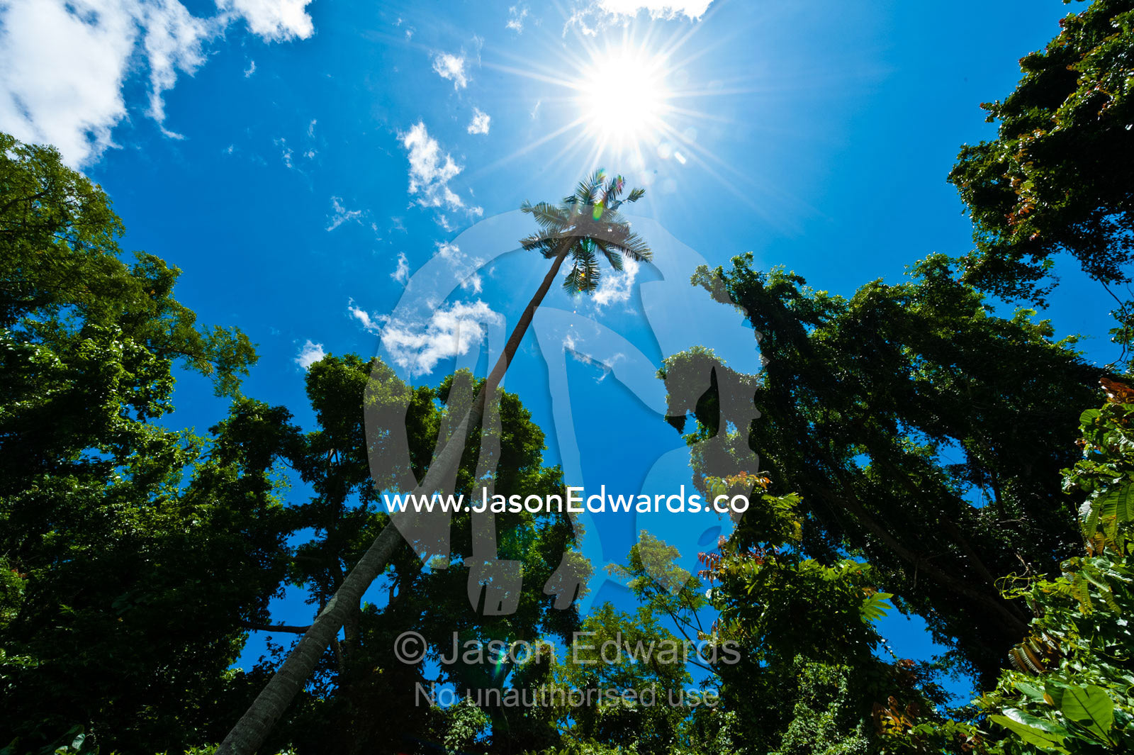 Beneath a bright sun a palm tree rises above the other trees in a forest canopy. Waitavala Waterfall, Taveuni Island, Somosomo Strait, Pacific Ocean, Fiji Islands.