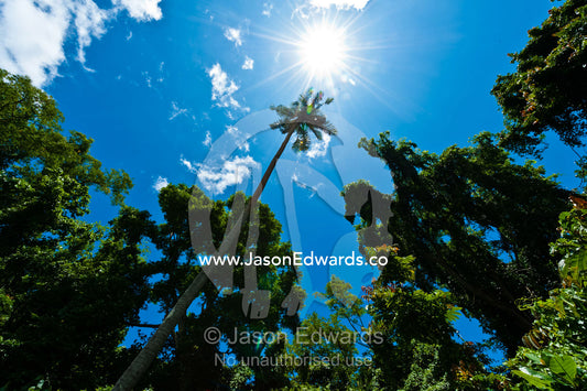 Beneath a bright sun a palm tree rises above the other trees in a forest canopy. Waitavala Waterfall, Taveuni Island, Somosomo Strait, Pacific Ocean, Fiji Islands.