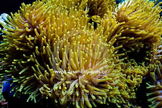 The venomous tentacles of a sea anemone living on a coral reef. Kokod Point, Ringgold Atolls, Pacific Ocean, Fiji Islands.
