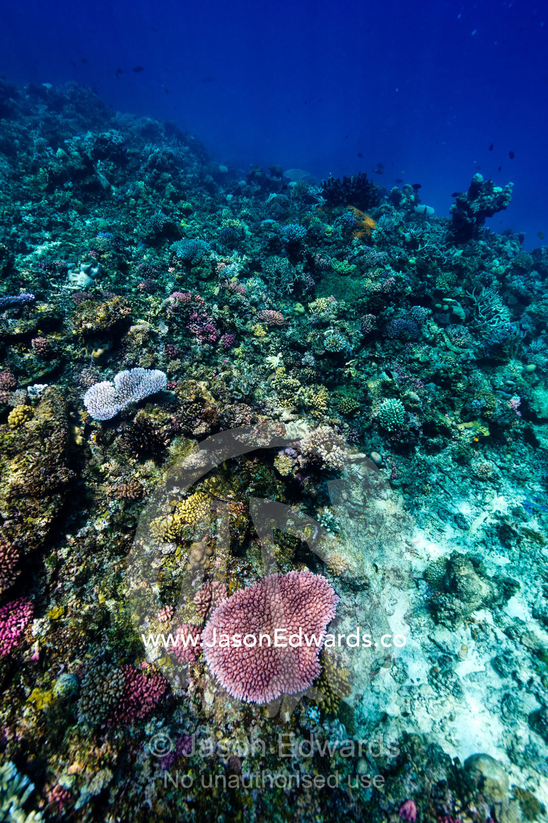 A bright pink coral stands out on a hard coral reef. Kokod Point, Ringgold Atolls, Pacific Ocean, Fiji Islands.