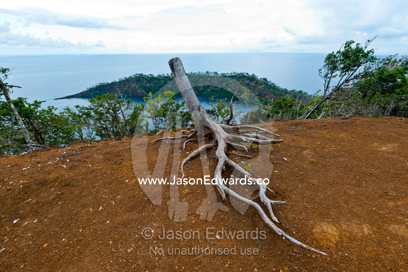 The exposed roots of a dead tree exposed by erosion on the summit of a tropical island. Cobia Crater, Cobia Island, Ringgold Atolls, Pacific Ocean, Fiji Islands.