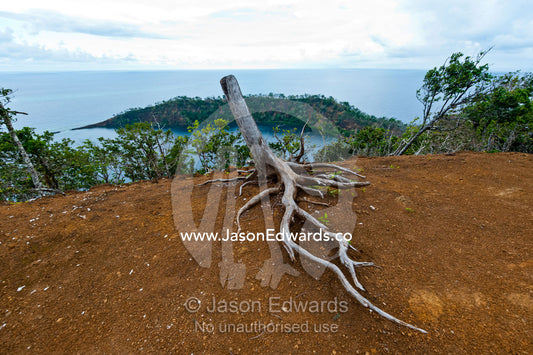 The exposed roots of a dead tree exposed by erosion on the summit of a tropical island. Cobia Crater, Cobia Island, Ringgold Atolls, Pacific Ocean, Fiji Islands.