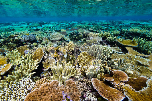 A coral reef of Plate and Staghorn coral beneath a rainforest island. Cobia Crater, Cobia Island, Ringgold Atolls, Pacific Ocean, Fiji Islands.