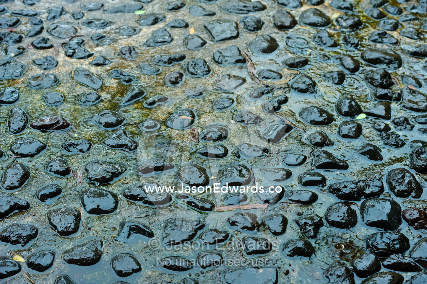 Rain creates pools of water between pebbles cemented into a footpath. Taveuni Island, Somosomo Strait, Pacific Ocean, Fiji Islands.