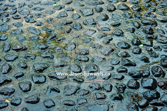 Rain creates pools of water between pebbles cemented into a footpath. Taveuni Island, Somosomo Strait, Pacific Ocean, Fiji Islands.