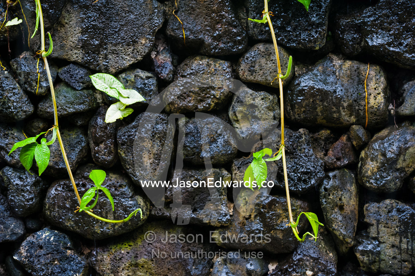 Green vines hang down over a handmade wall of volcanic boulders and rocks. Taveuni Island, Somosomo Strait, Pacific Ocean, Fiji Islands.
