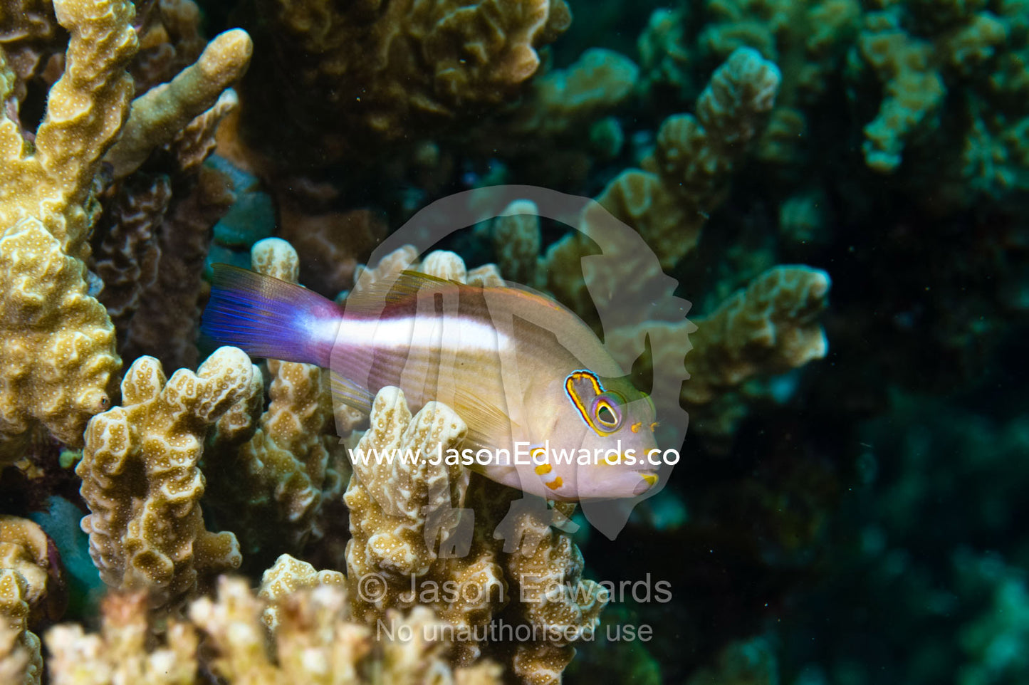 The Arc-eye Hawkfish, Paracirrhites arcatus, is a species of hawkfish belonging to the genus Paracirrhites. Home Reef, Taveuni Island, Somosomo Strait, Pacific Ocean, Fiji Islands.