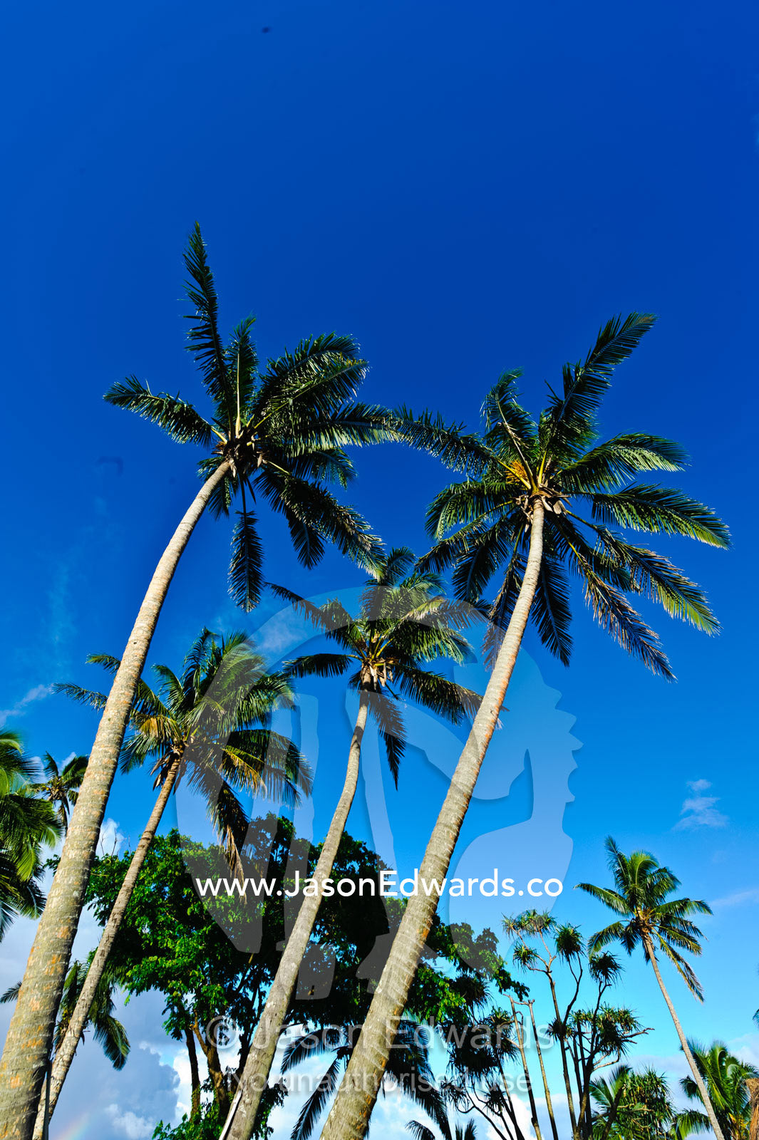 Tropical palm trees rising into a clear blue sky on an island. Taveuni Island, Somosomo Strait, Pacific Ocean, Fiji Islands.