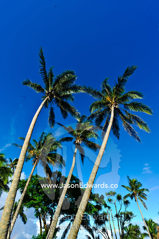 Tropical palm trees rising into a clear blue sky on an island. Taveuni Island, Somosomo Strait, Pacific Ocean, Fiji Islands.