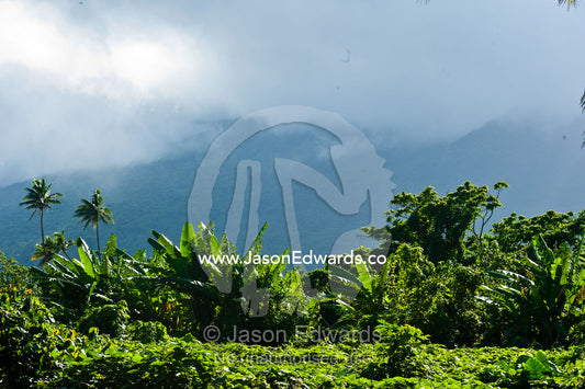 Lush farmland and palm trees beneath a forested mountain slope on a tropical island. Taveuni Island, Somosomo Strait, Pacific Ocean, Fiji Islands.
