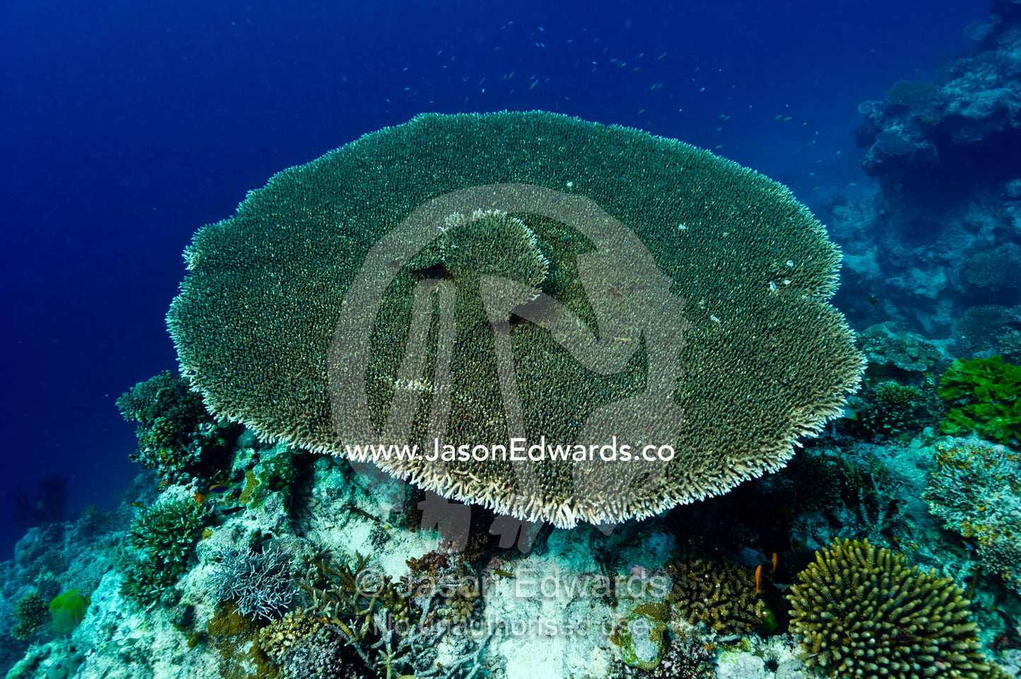 A solitary plate coral growing from a coral reef. Home Reef, Taveuni Island, Somosomo Strait, Pacific Ocean, Fiji Islands.