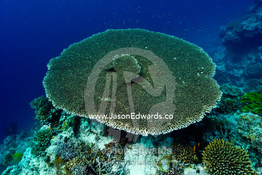 A solitary plate coral growing from a coral reef. Home Reef, Taveuni Island, Somosomo Strait, Pacific Ocean, Fiji Islands.