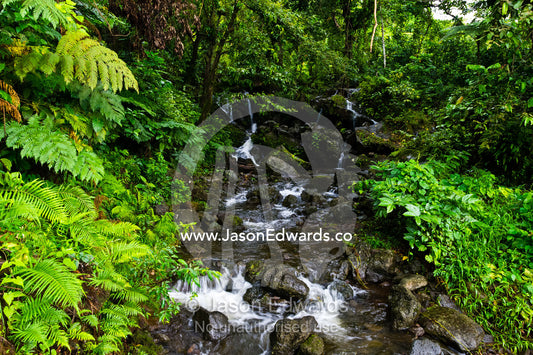 Water cascades over boulders in a small forest stream on a tropical island. Taveuni Island, Somosomo Strait, Pacific Ocean, Fiji Islands.