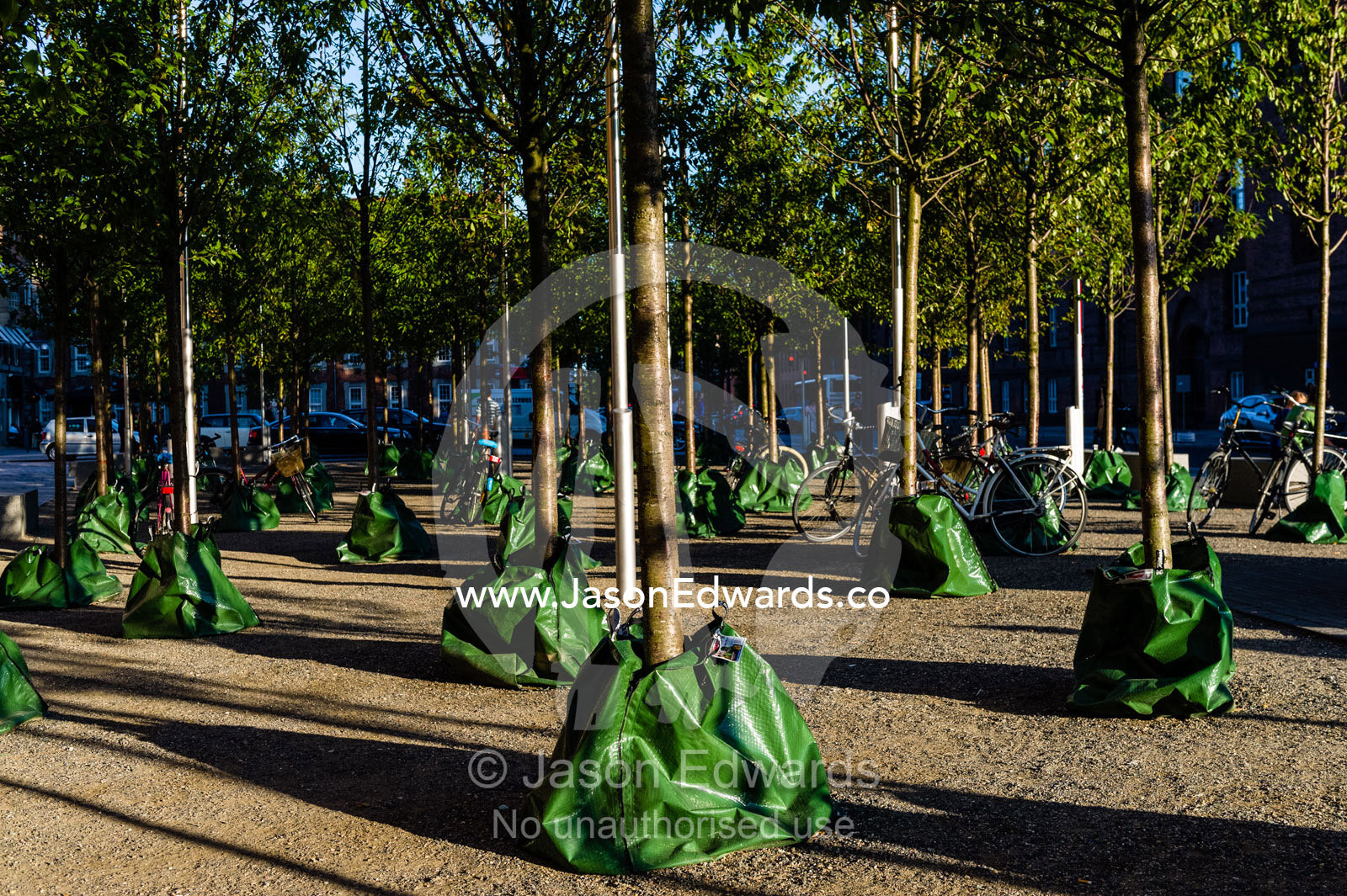 Water bags irrigate young trees during the early phase of their growth. Copenhagen, Denmark.