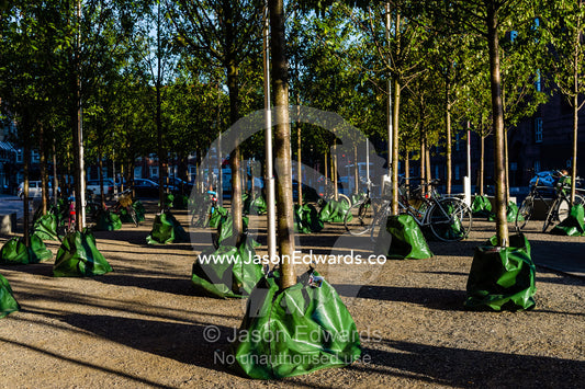 Water bags irrigate young trees during the early phase of their growth. Copenhagen, Denmark.