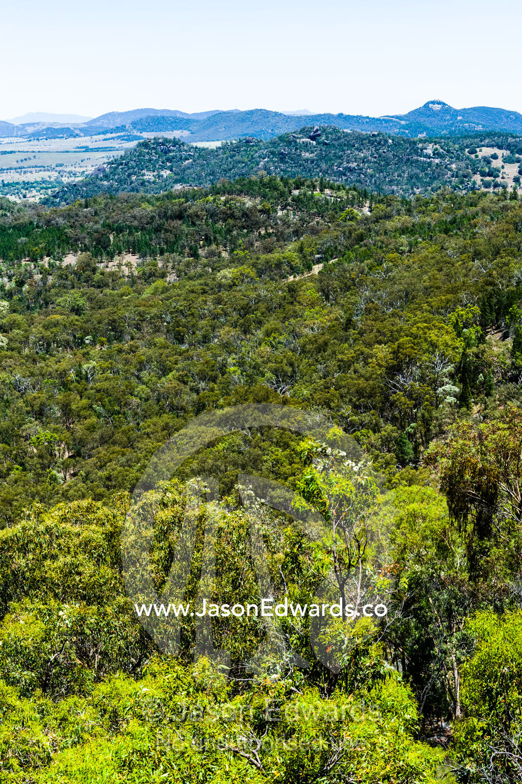 The forested slopes of a Dry Schlerophyl forest. Glen Innes, New South Wales, Australia.