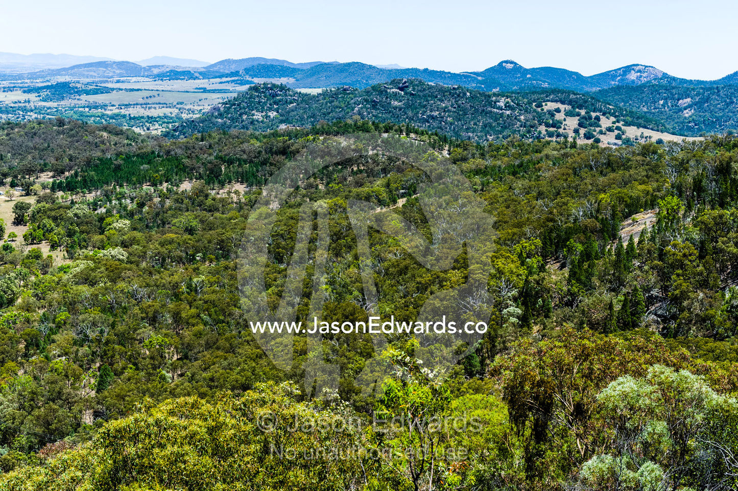 The forested slopes of a Dry Schlerophyl forest. Glen Innes, New South Wales, Australia.