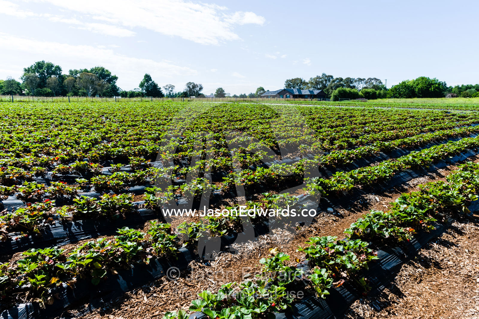 Rows of irrigated strawberries on a commercial farm. Glen Innes, New South Wales, Australia.