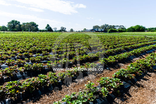 Rows of irrigated strawberries on a commercial farm. Glen Innes, New South Wales, Australia.