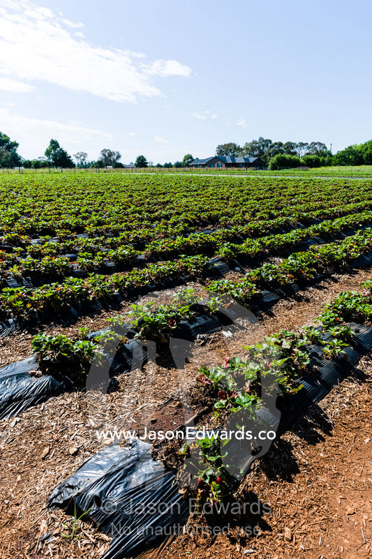 Rows of irrigated strawberries on a commercial farm. Glen Innes, New South Wales, Australia.