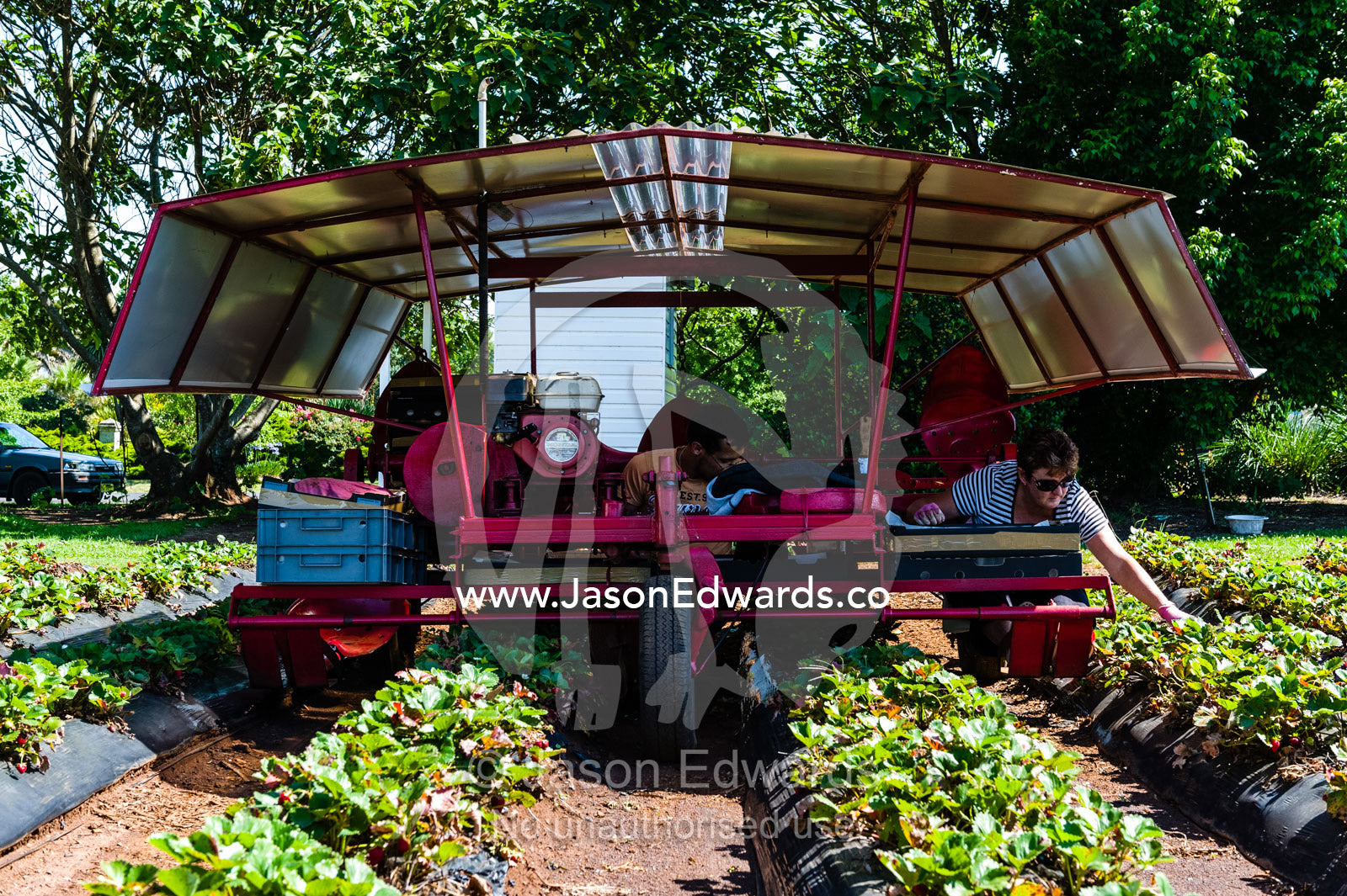 A strawberry harvesting machine working above crops. Glen Innes, New South Wales, Australia.