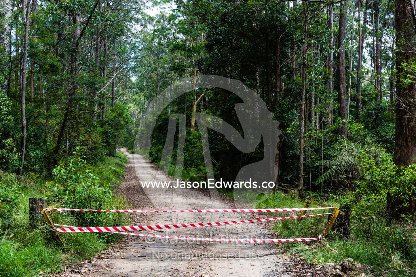 Emergency services tape across a forest track during bushfires. Gibraltar Range National Park, New South Wales, Australia.